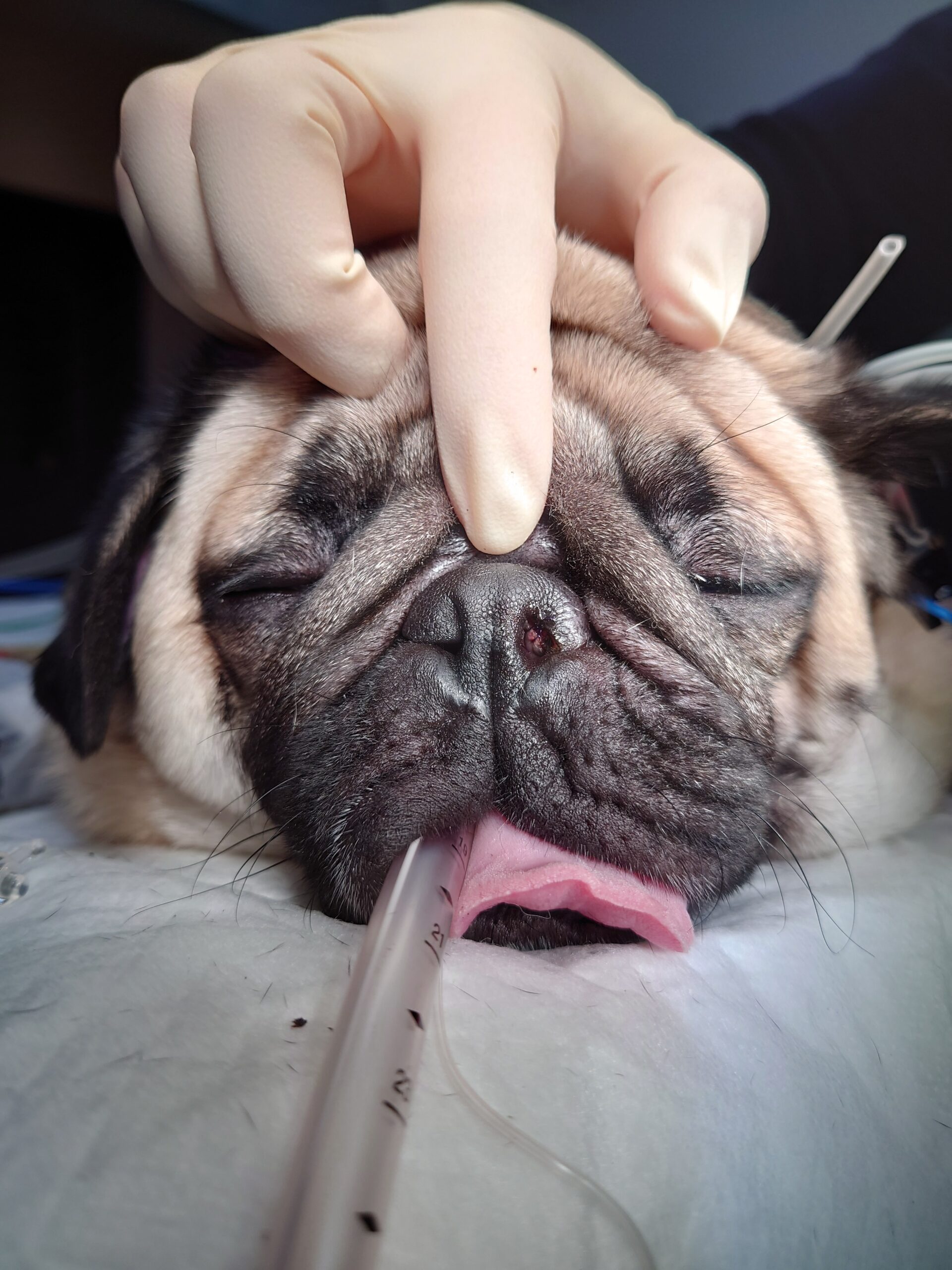 短頭種気道症候群 軟口蓋過長 Blog