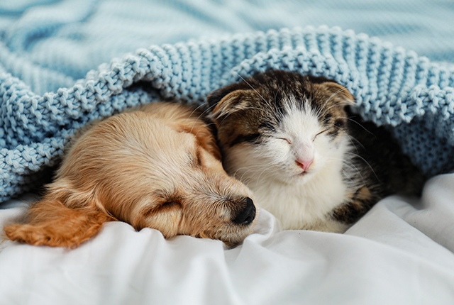 睡眠中の犬と猫