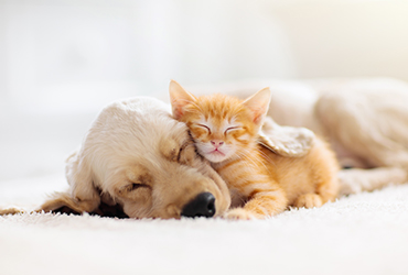 睡眠中の犬と猫